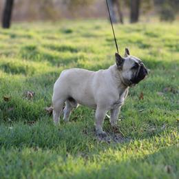 French Bulldog All Grown Up from HDH French Bulldogs