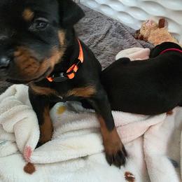 Girl 1 - Black and rust female Doberman Pinscher puppy in Anderson, Indiana from Legendary Kennels