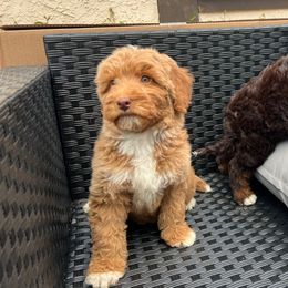 Abigail - Red Bernedoodle puppy in Los Angeles, California from Bernied00dle Love