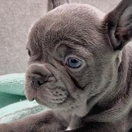 Joanie - Blue female French Bulldog puppy in Clifton, Texas from Blue Ribbon French Bulldogs