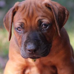 Boy 1 - Rd whtn blk nose male Rhodesian Ridgeback puppy in Broussard, Louisiana from Karamojo Ridgebacks,  Quality over Quantity