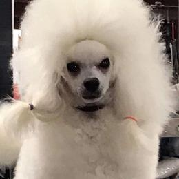 Marcel - Poodle