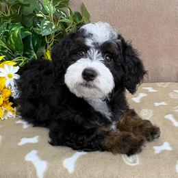 Romeo - male Australian Mountain Doodle puppy in Seymour, Missouri from D and D’s Dandy Doodles