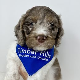 Aussiedoodles, Bernedoodles, Cockapoos, Goldendoodles, and Poodles from Timber Hills Poodles and Doodles