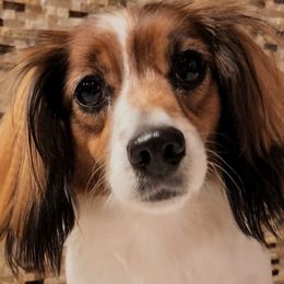 Dachshunds from Magnolia Crate's