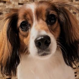 Dachshunds from Magnolia Crate's