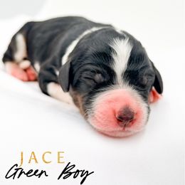 JACE - Tri-color male Bernedoodle puppy in Tipton, Indiana from Country Creek Doodles