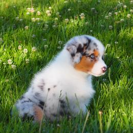 Budweiser - Blue merle male Australian Shepherd puppy in Cape Girardeau, Missouri from Promise Keeper Kennel