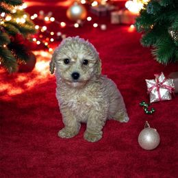 Boy 2 - Apricot male Poodle puppy in Berea, Kentucky from Blair’s Furry Friends
