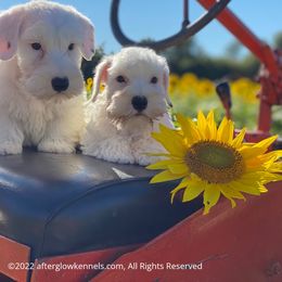 Scottish Terrier and Sealyham Terrier Puppies from Afterglow Kennels, LLC