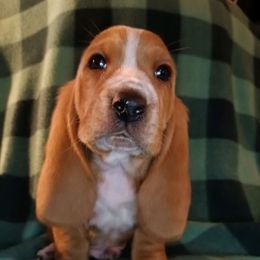 Waffles - Tan and white male Basset Hound puppy in Pilot Mtn, North Carolina from Lowdown Love Basset Hounds