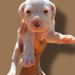 Acorn - White and lemon male Dalmatian puppy in Bremen, Georgia from Clark’s Dalmatians