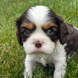 Cavapoos and Cockapoos from Batdogsndoodles