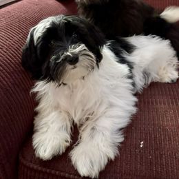 Valentine - Black & white Maltipoo puppy in Mabelvale, Arkansas from Durham's Designer Poos