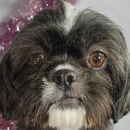 Freida - Shih Tzu