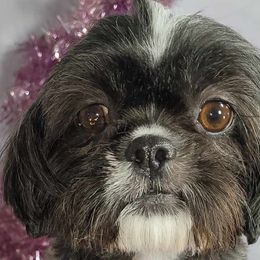 Freida - Shih Tzu