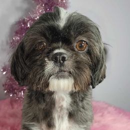 Freida - Shih Tzu