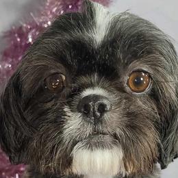 Freida - Shih Tzu