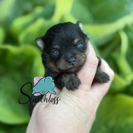 Dodger - Black and tan male Pomeranian puppy in Perry County, Ohio from Speechless Pom’s