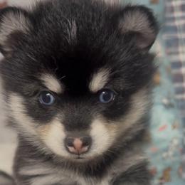 Storm - Black and white female Pomsky puppy in Spring Hill, Florida from PDQ Pomskies