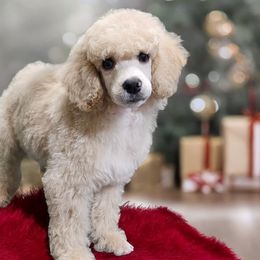 Purple - Deborah - Poodle puppy from Impressive Cartwright Poodles
