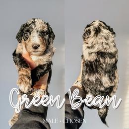 Green Bean - Merle male Sheepadoodle puppy in Republic, Missouri from DOOD & Co
