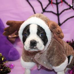 Nash A Gentle Soul with Eyes That Melt Hearts - Black brindle and white male Boston Terrier puppy in Brooksville, Florida from I Love Pups