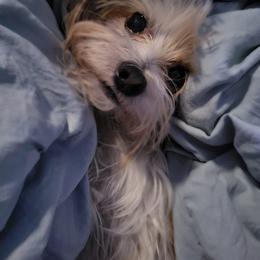 Yorkshire Terrier All Grown Up from Happy Tails Yorkies