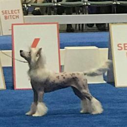 Luara - Chinese Crested