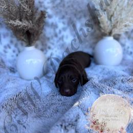Dachshund Puppies from CSW Dachshunds