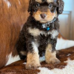 Aussiedoodle puppies from Rural Iowa Aussies & Doodles