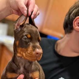 Donatell(a) - Red and rust female Doberman Pinscher puppy in Bruce Township, Michigan from Eminent Dobermans