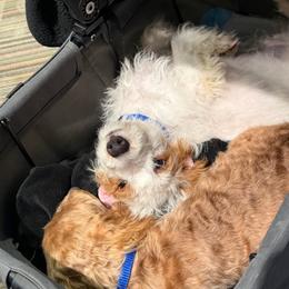 Oliver (Brown Collar) - Parti male Goldendoodle puppy in Wichita, Kansas from The Goldendoodle Gal