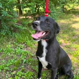 Border Collie puppies from Pecan Grove Pups
