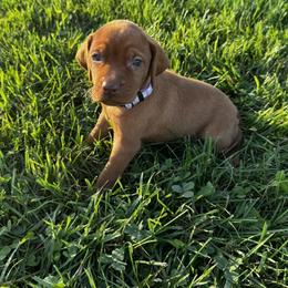 Max - Golden rust male Vizsla puppy in Dundee, Iowa from CBJ Vizslas
