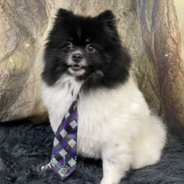 Pomeranians from Glynnie’s Precious Pomeranians