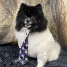 Pomeranians from Glynnie’s Precious Pomeranians