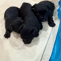 Black girl 2 - Black female Scottish Terrier puppy in Wellston, Ohio from White Apple Kennel