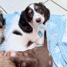 AKC Flounder - Piebald male Dachshund puppy in Erie, Michigan from Champagne’s Grinch Toe’d Dachshunds