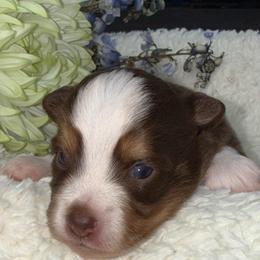 Libby - Red tri female Toy Australian Shepherd puppy in Arrington, Tennessee from Tumblin T Aussies and Aussiedoodles