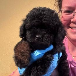 Luke (Black collar boy) - Phantom male Poodle puppy in Eagle Mountain, Utah from Liberty Farms Puppies