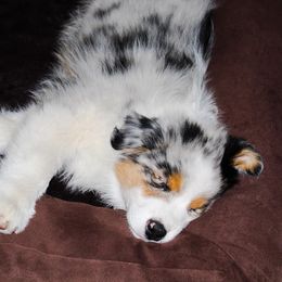 Australian Shepherd Puppies from Haulin Aussies