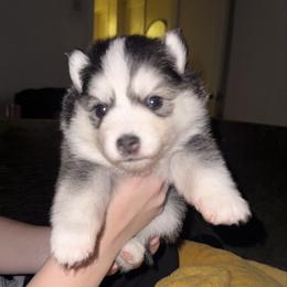 Sweetie - Black and white female Pomsky puppy in La Verne, California from Red Cedar Pomskies