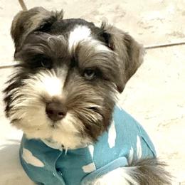 Cocker Spaniels and Miniature Schnauzers from Moonstruck Minis
