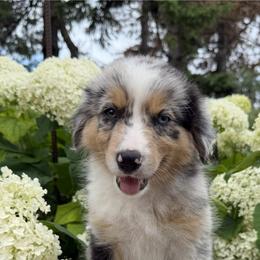 Chuck - Blue merle male Australian Shepherd puppy in Raymond, Minnesota from Hawk Creek Farms