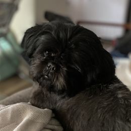 Lily - Shih Tzu