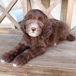 Reid - Chocolate male Goldendoodle puppy in Allen, Texas from Calena’s Doodles