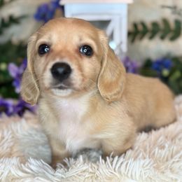 Rizz - Cream male Dachshund puppy in Lakeland, Florida from Buckwild Doxies