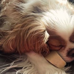 Cavalier King Charles Spaniels from Mayflowers Cavalier Spaniels