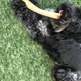 Phebe  - Miniature Schnauzer